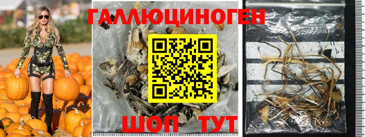 Псилоцибиновые грибы Psilocybe Копейск
